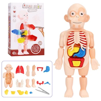 Puslespil Montessori 3d Menneskelige Krop, Anatomi Samle Model Toy Diy Organ, Undervisning Af Pædagogisk Læring Legetøj For Børn